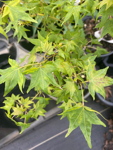 Acer palmatum 'Mitsuba yama' - Maple Ridge Nursery